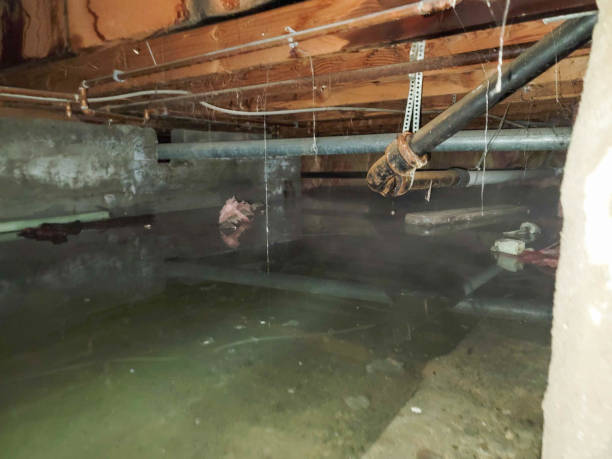 Best Flood damage cleanup  in Rahway, NJ